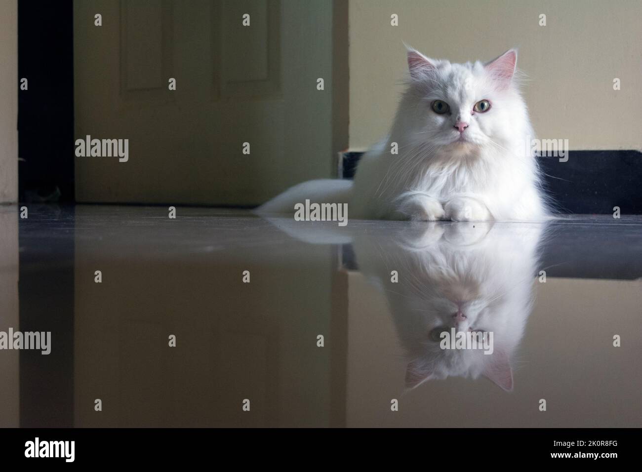 Häuslicher Begleiter Tier genannt persische Katze sitzt auf Bodenfliesen mit Reflexionen Stockfoto