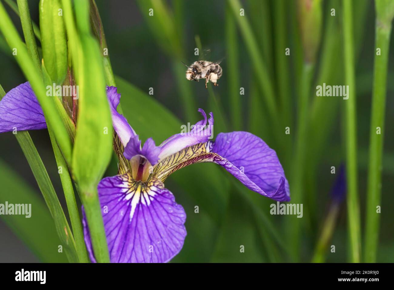 Eine kleine Hummel landet auf einer sibirischen Irisblume. Stockfoto