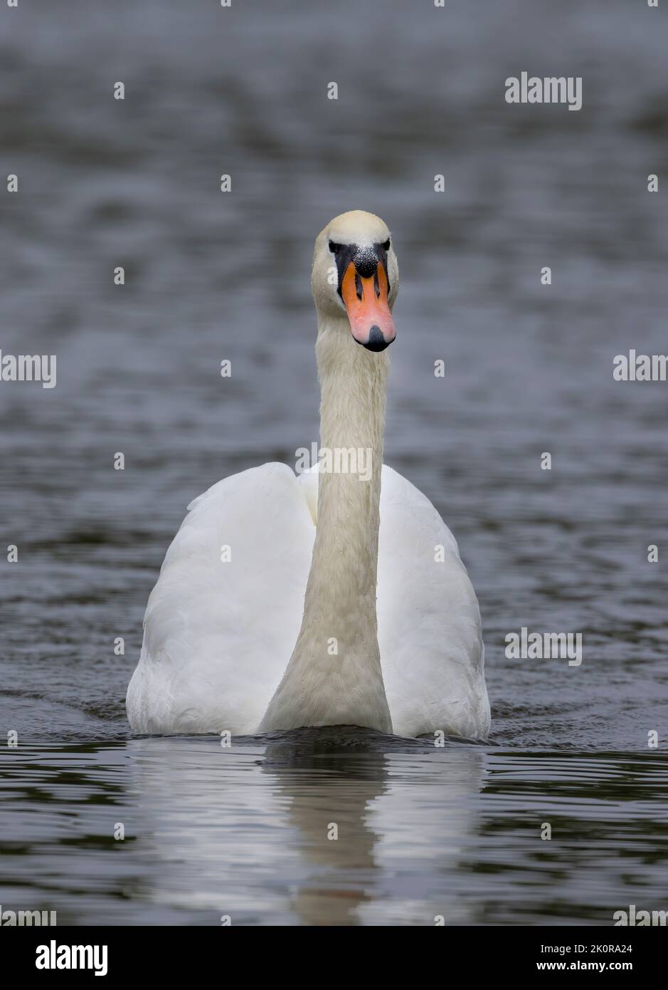 Ein wunderschöner und anmutiger Schwan (Cygnus olor) gleitet auf der Oberfläche eines Sees im Stanley Park, Blackpool, Lancashire, Großbritannien. Stockfoto