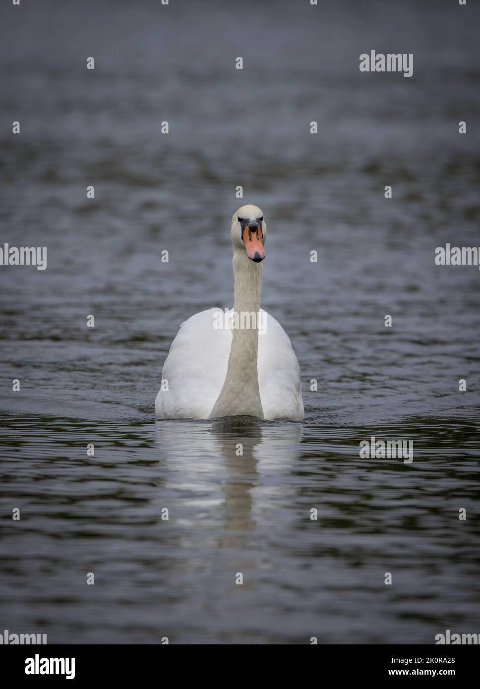 Ein wunderschöner und anmutiger Schwan (Cygnus olor) gleitet auf der Oberfläche eines Sees im Stanley Park, Blackpool, Lancashire, Großbritannien. Stockfoto