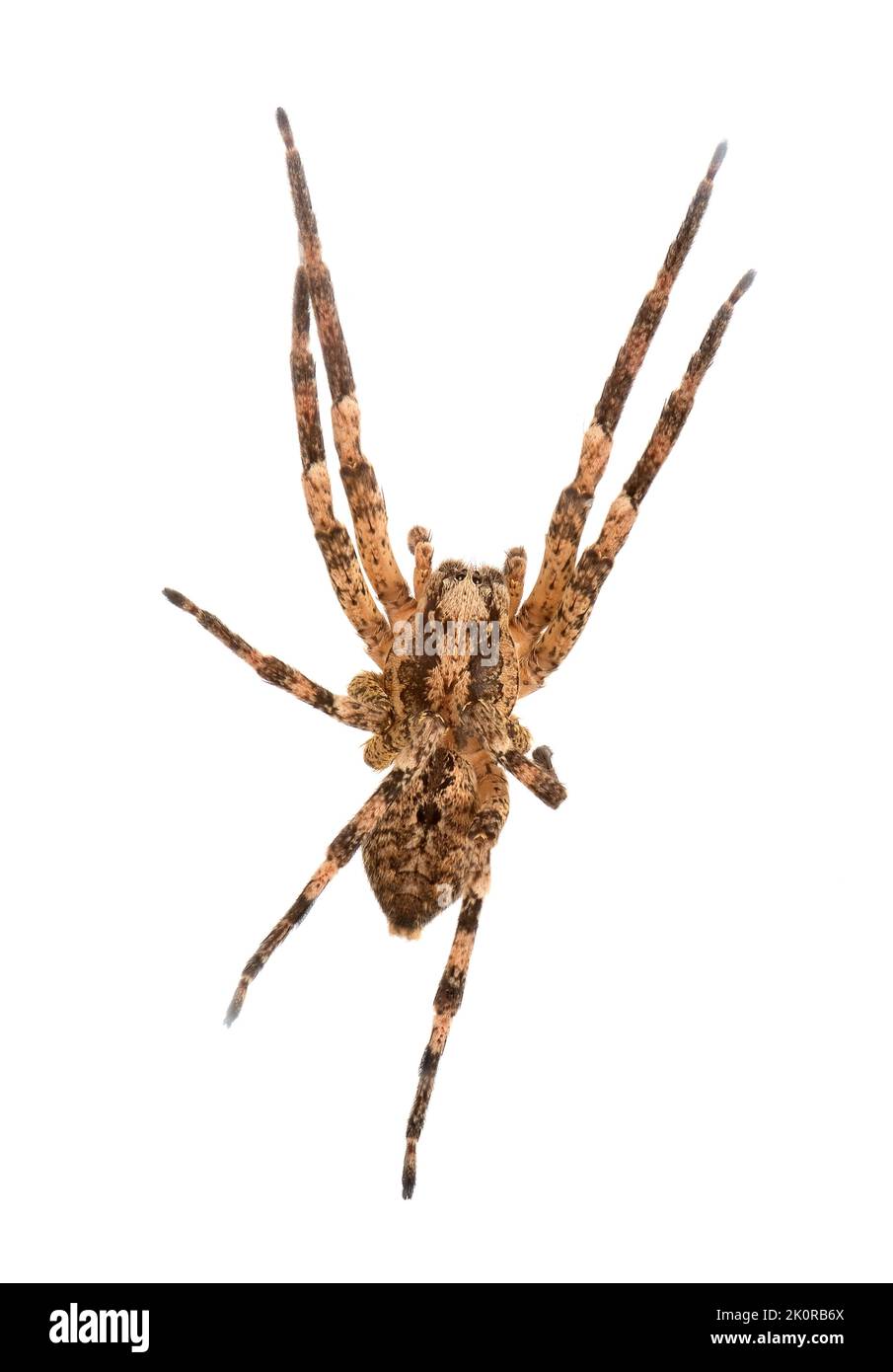 Nosferatu Spinne auf weißem Hintergrund, Makro Stockfoto