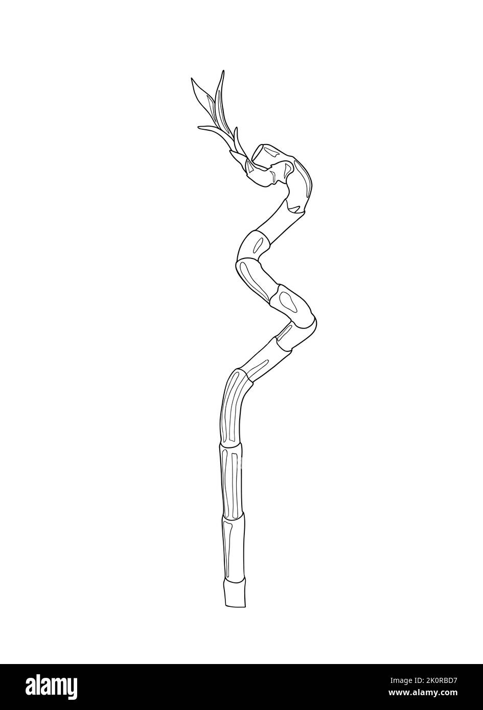 Bambuspflanze einfache Kontur Doodle Stil Vektor-Illustration, traditionelle japanische Pflanze, orientalische dekorative Ornament für Textildesign, Stoffe, Wohnkultur, zen-Konzept Stock Vektor