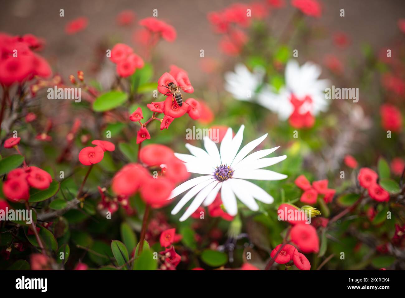 Verschwommener roter Blumenhintergrund von Dornenkrone Christuspflanze und Gänseblümchen mit Biene Stockfoto