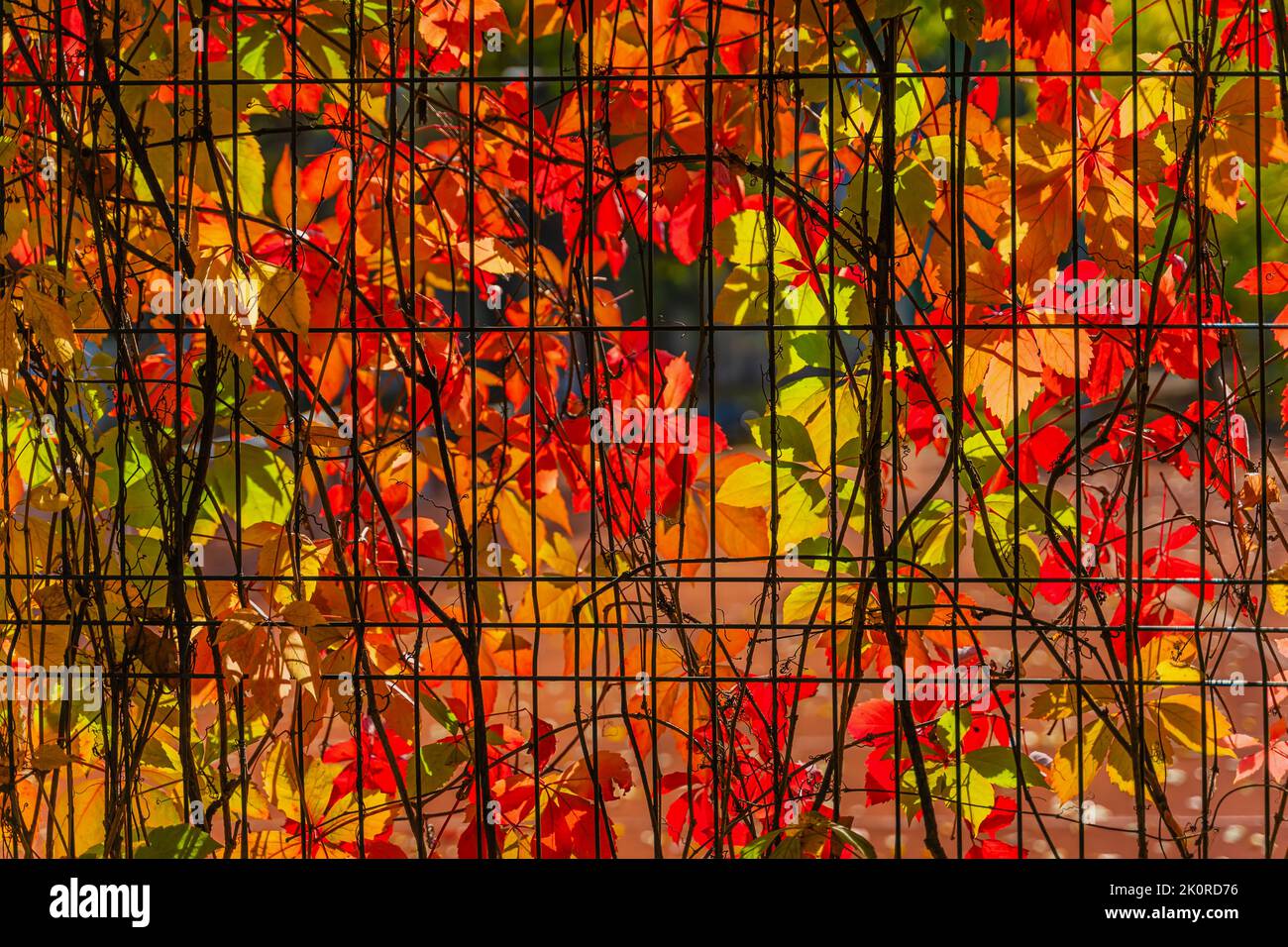 Farbenprächtiges, kriechtiges virginia im Herbst, farbenprächtiges Laub, malerischer natürlicher Hintergrund. Herbstsaison Stockfoto