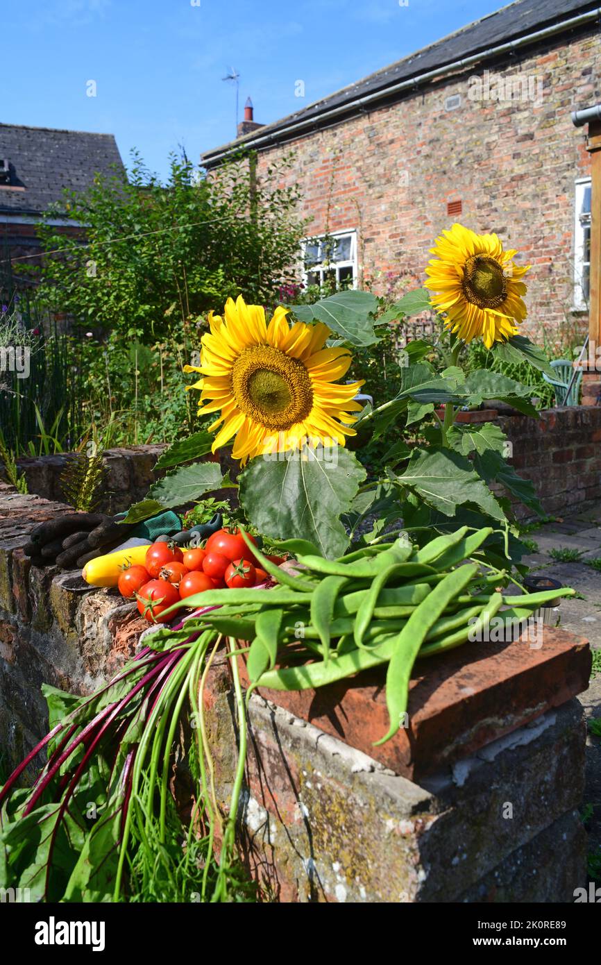 Gemüse im Garten großbritannien gepflückt Stockfoto