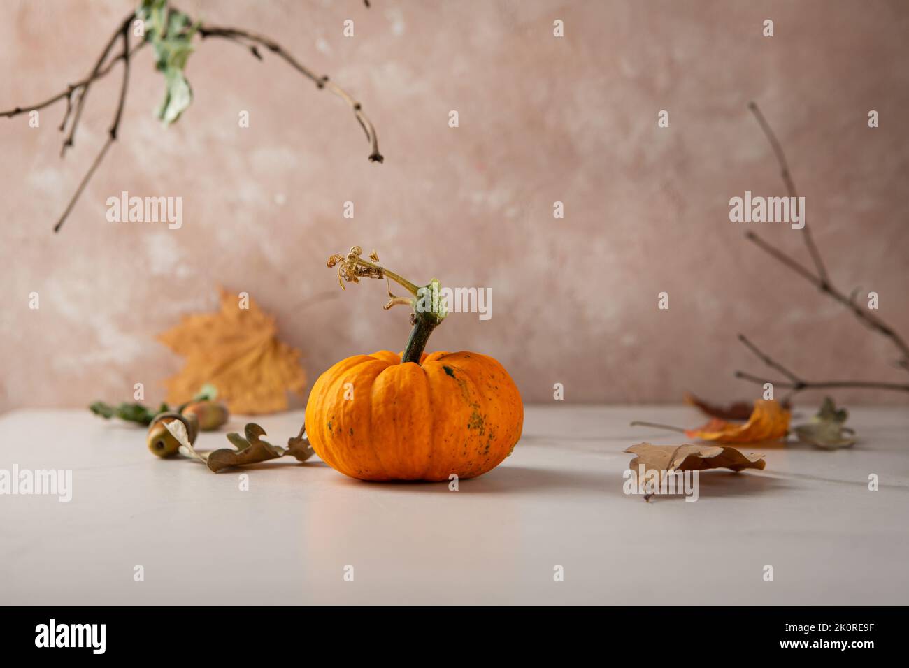 Herbst ein Kürbis Stillleben Ernte und Halloween Stockfoto