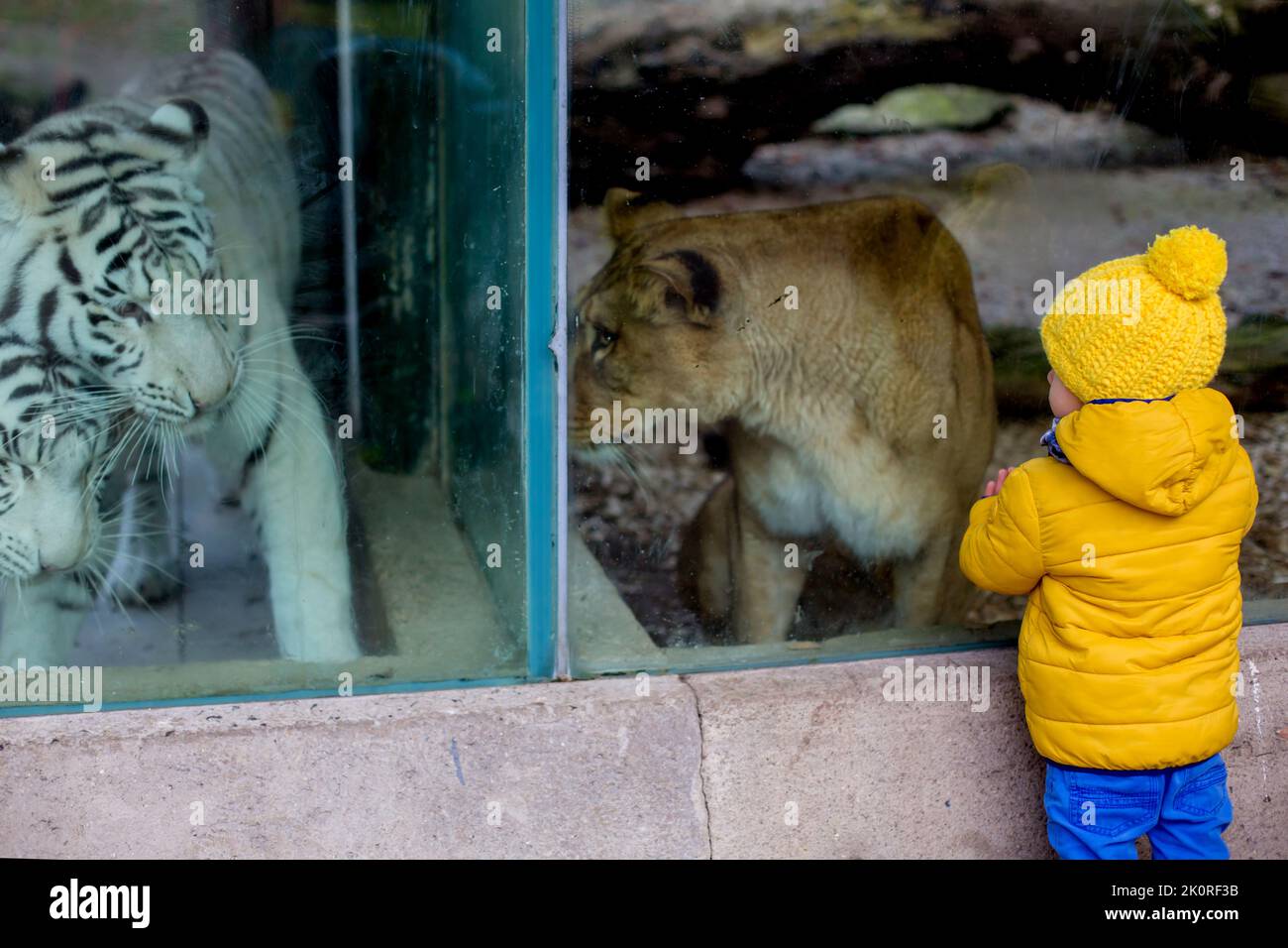 Kleinkind, das Tiger in einem Zoo durch ein Glas betrachtet Stockfoto