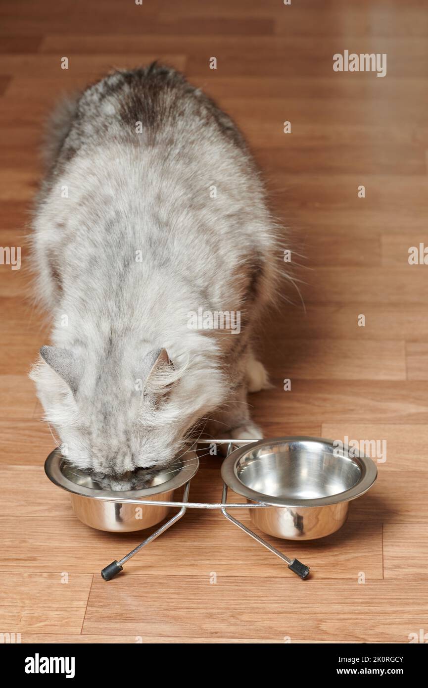 Graue Katze essen Mahlzeit von Metallplatte in der häuslichen Etage Nahaufnahme Stockfoto