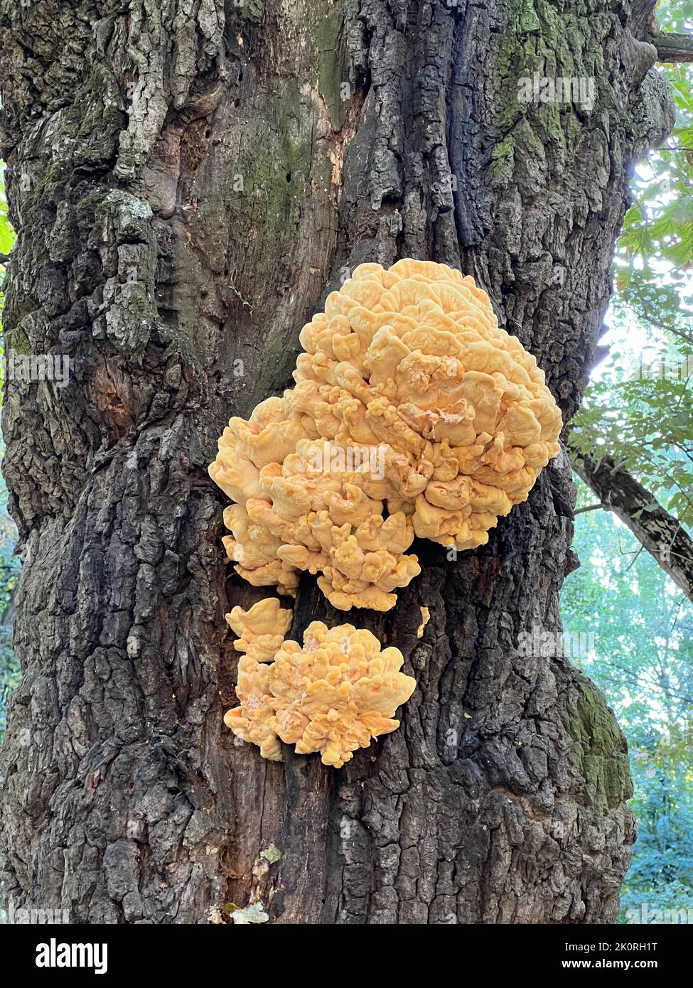 Laetiporus sulfureus auf einem Baumstamm. Gelbklammerpilz, auch bekannt als Holzkrabbe, Schwefelpolypore, Schwefel-Regal oder Huhn-aus-Holz Stockfoto
