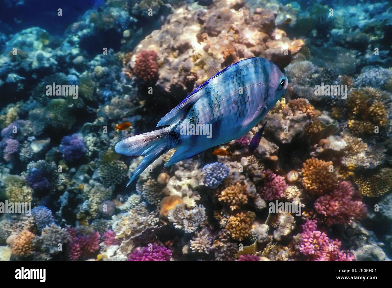 Scissortail Sergeant fish (Abudefduf sexfasciatus) striptailed damegoistic Unterwasser, tropische Gewässer, Meeresleben Stockfoto