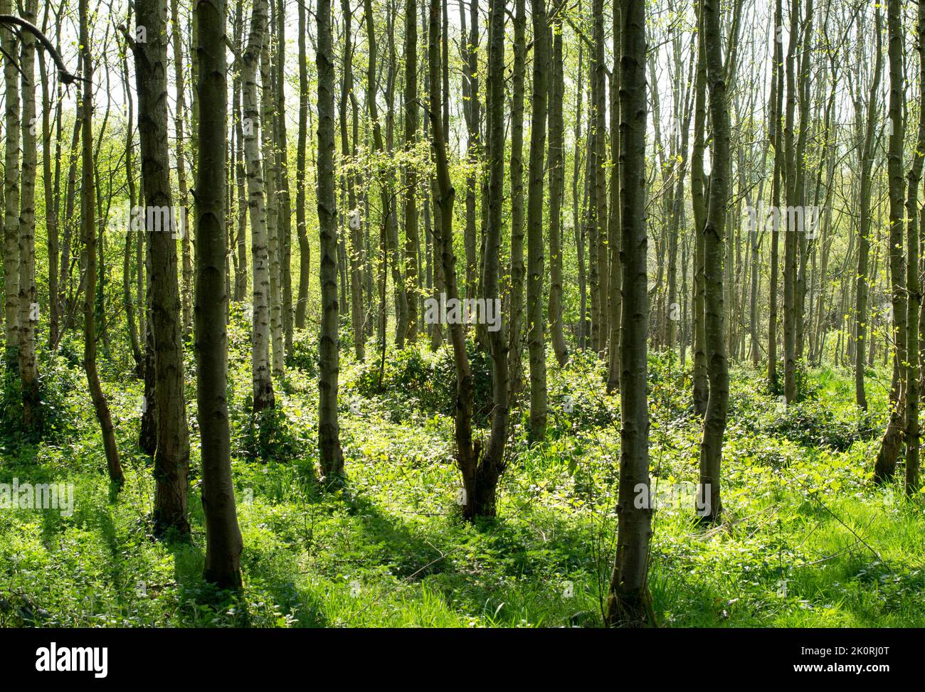 Erlenbaumkarr mit grünem Waldboden. Alnus glutinosa kommt im Frühling. Hohe, dünne, spindelige Bäume in einer ruhigen und ruhigen Umgebung. Stockfoto