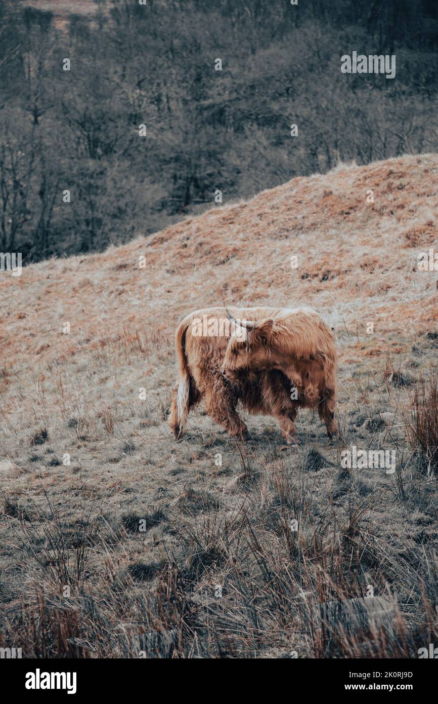 Eine vertikale Aufnahme von Hochlandrindern, die in einer malerischen Landschaft weiden Stockfoto