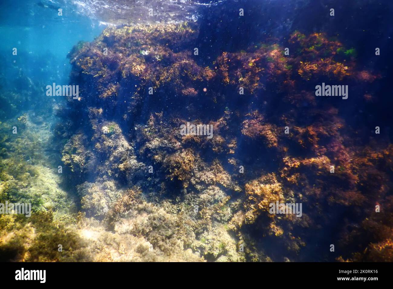 Algenwald, Seegras unter Wasser, Unterwasserszene Stockfoto