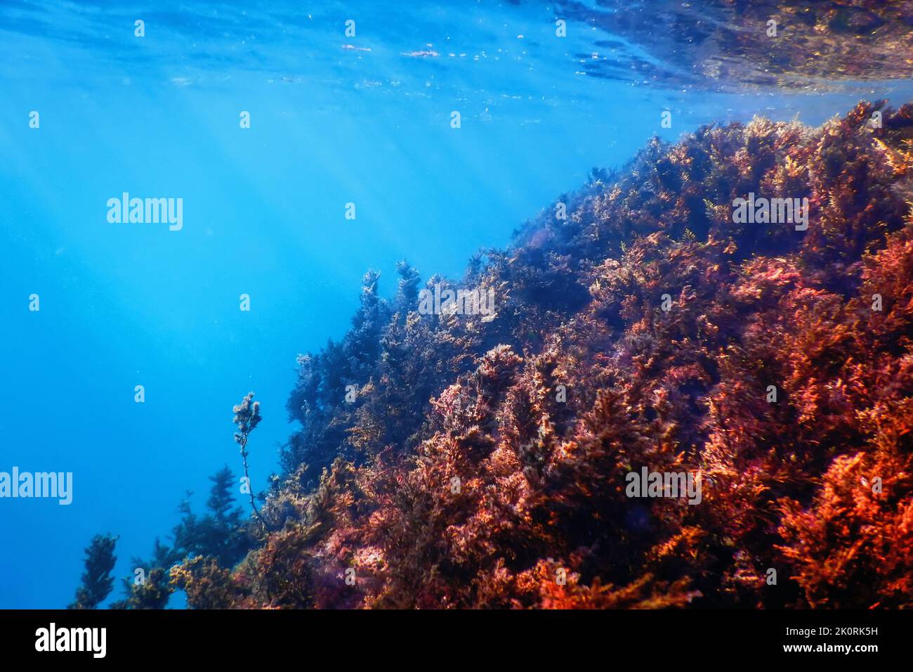 Seegras Unterwasser, Seegras seichtes Wasser in der Nähe der Oberfläche Stockfoto