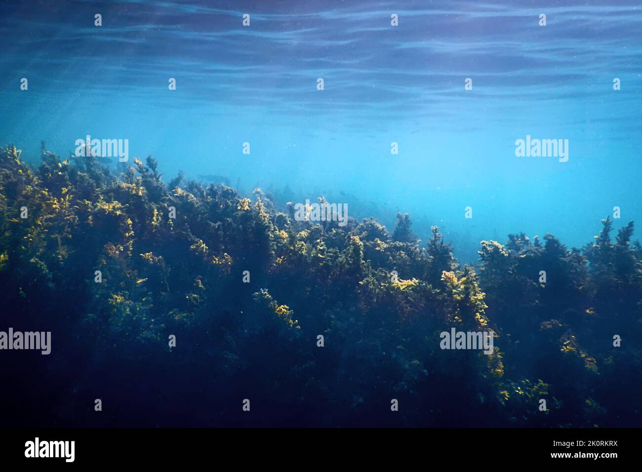 Unterwasserszene Sonnenlicht, Fisch Unterwasserwelt Hintergrund Stockfoto