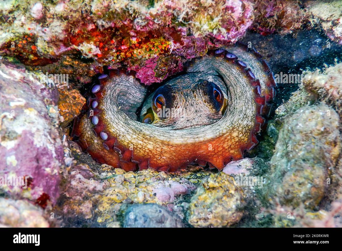 Versteckt Oktopus am Riff, Unterwasserwelt Stockfoto