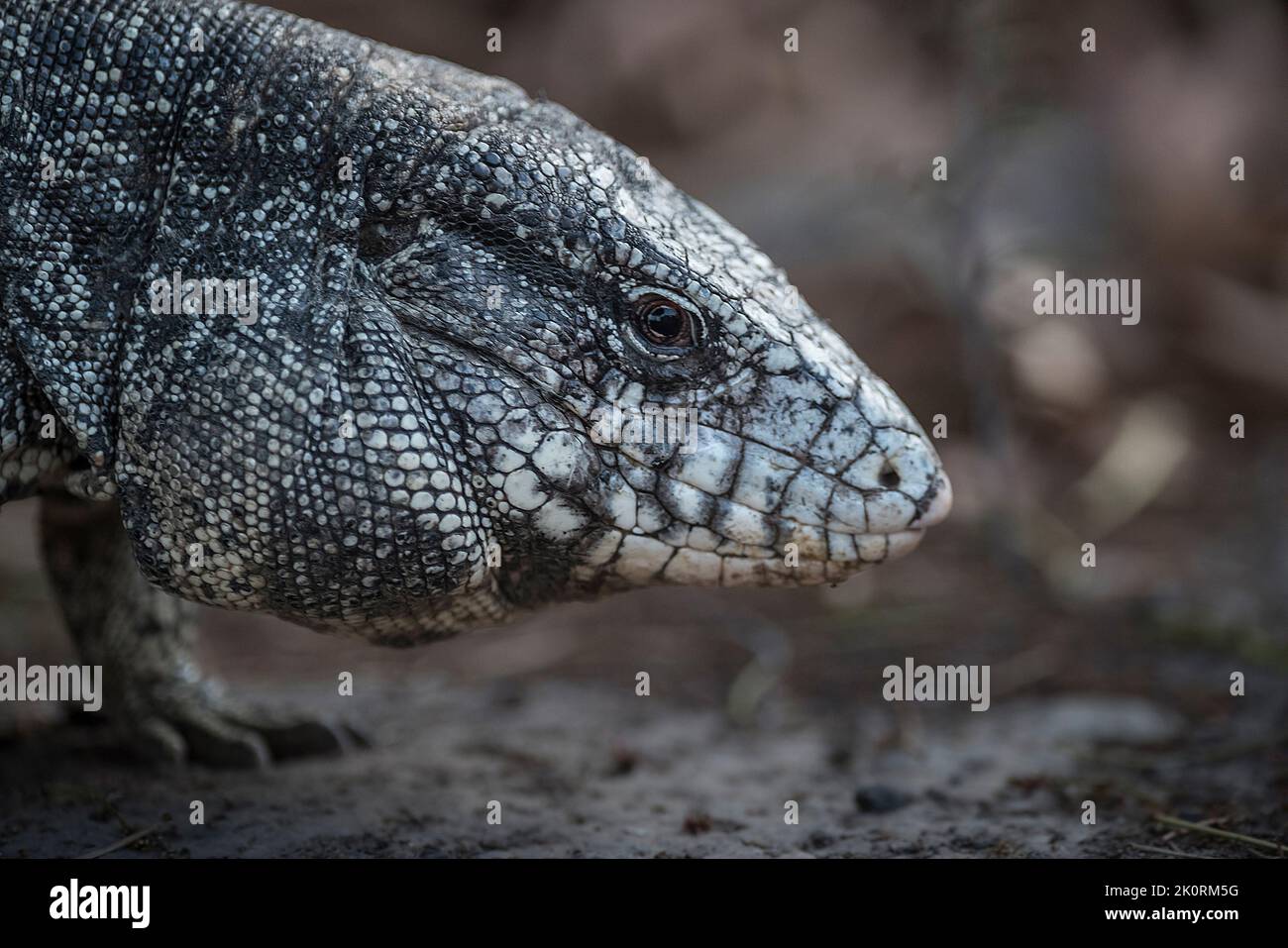 Argentinische schwarz-weiße Tegu-Eidechse Stockfoto