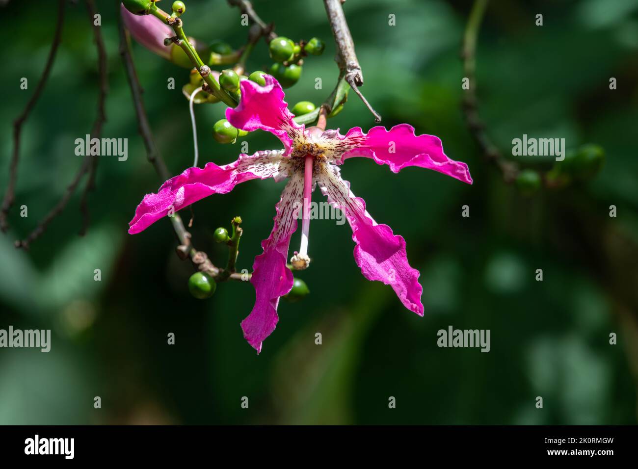 Eine Nahaufnahme einer Seidenbaumblume aus Zahnseide Stockfoto