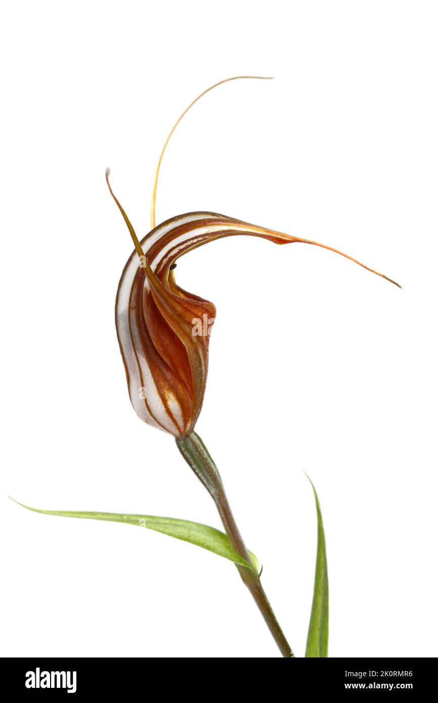 Makrobild einer kornischen Pflanze Stockfoto