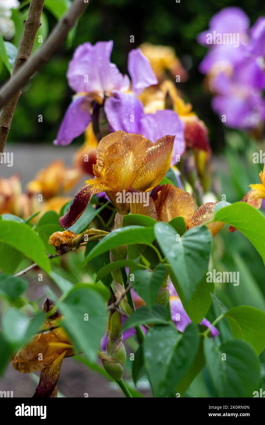 Blühende Iris auf einem Gartenbett an einem sonnigen Sommertag. Stockfoto