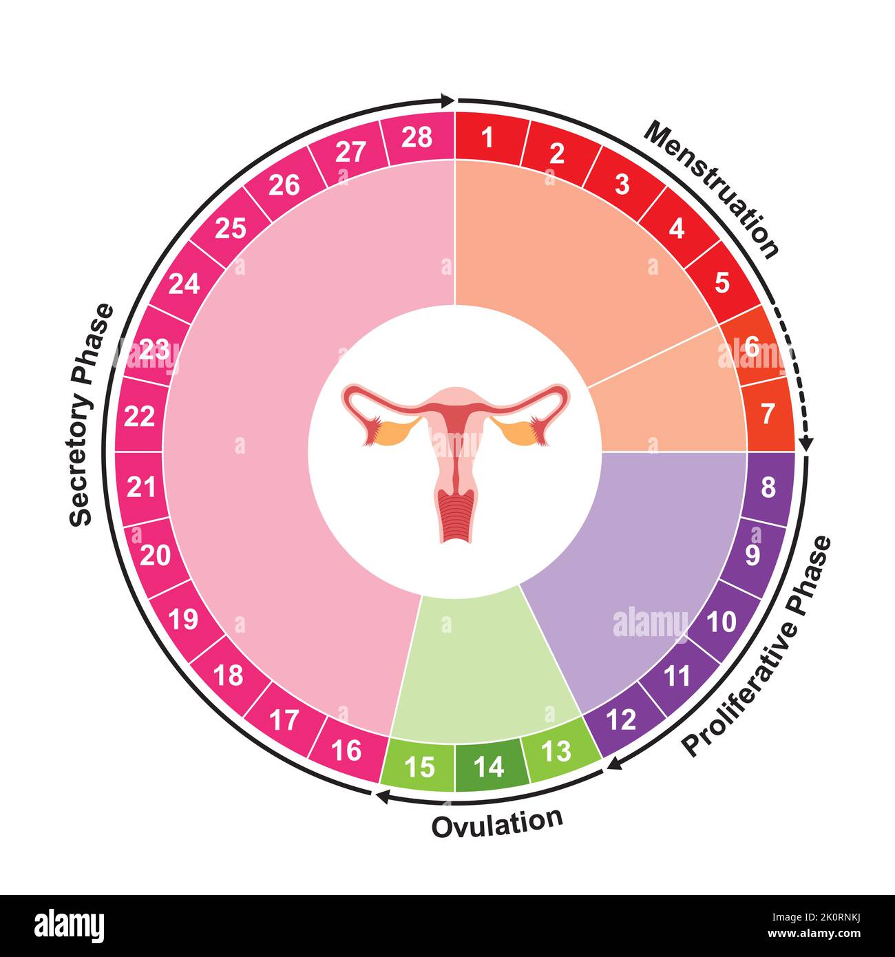 Wissenschaftliche Gestaltung des MenstruationszyklusDiagrammRechners
