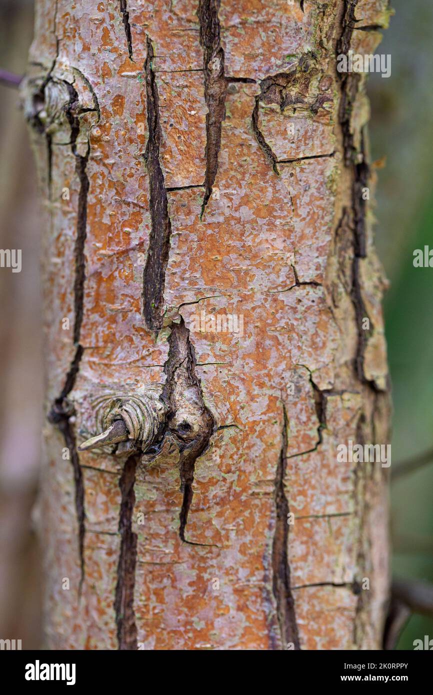 Crataegus laevigata Rinde Stockfoto