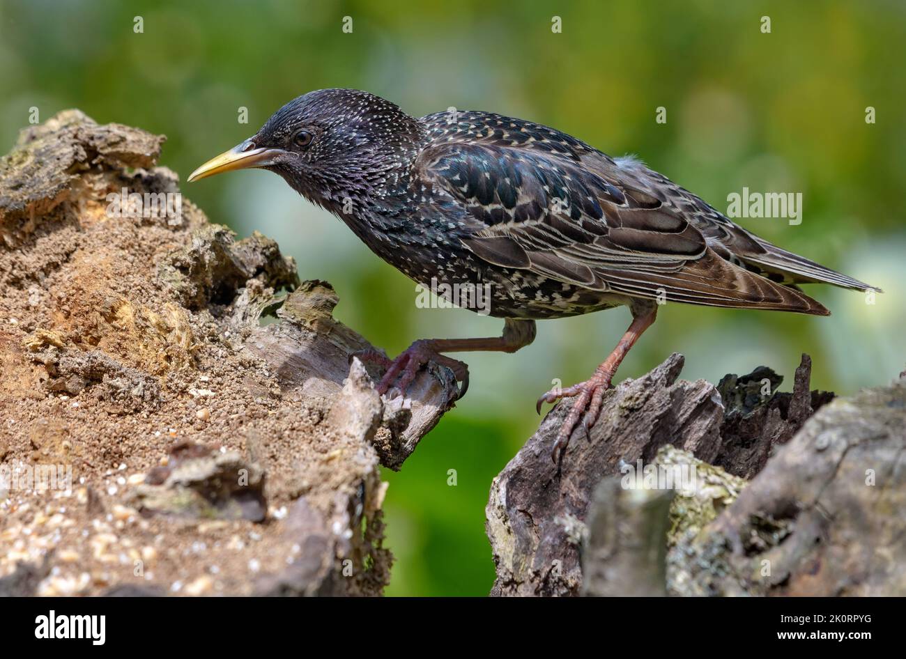 Gewöhnlicher Sternenhimmel (Sturnus vulgaris) beim Gehen und auf der Suche nach Nahrung auf einem alt aussehenden Baumstumpf Stockfoto