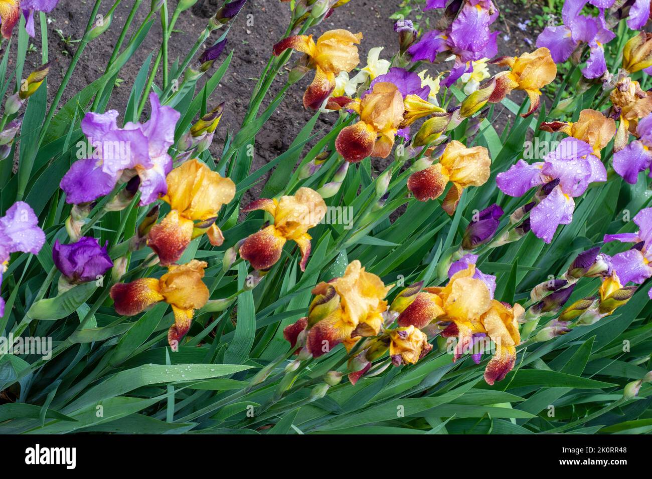 Blühende Iris auf einem Gartenbett an einem sonnigen Sommertag. Stockfoto