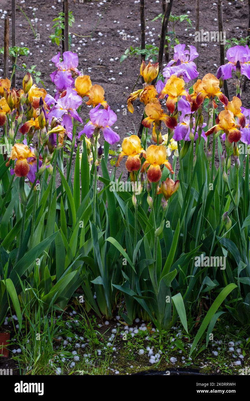 Blühende Iris auf einem Gartenbett an einem sonnigen Sommertag. Stockfoto