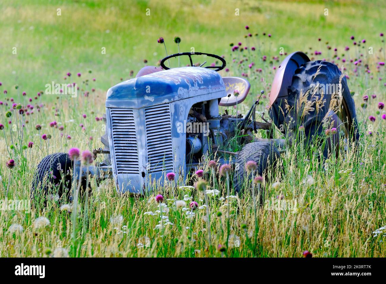 Alter roter Traktor auf dem Feld mit Blumen, die als antike Vintage-Farm-Maschine aufgegeben wurden Stockfoto
