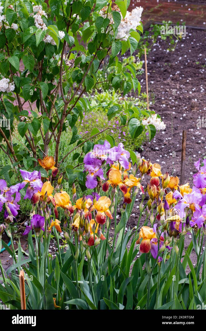 Blühende Iris auf einem Gartenbett an einem sonnigen Sommertag. Stockfoto