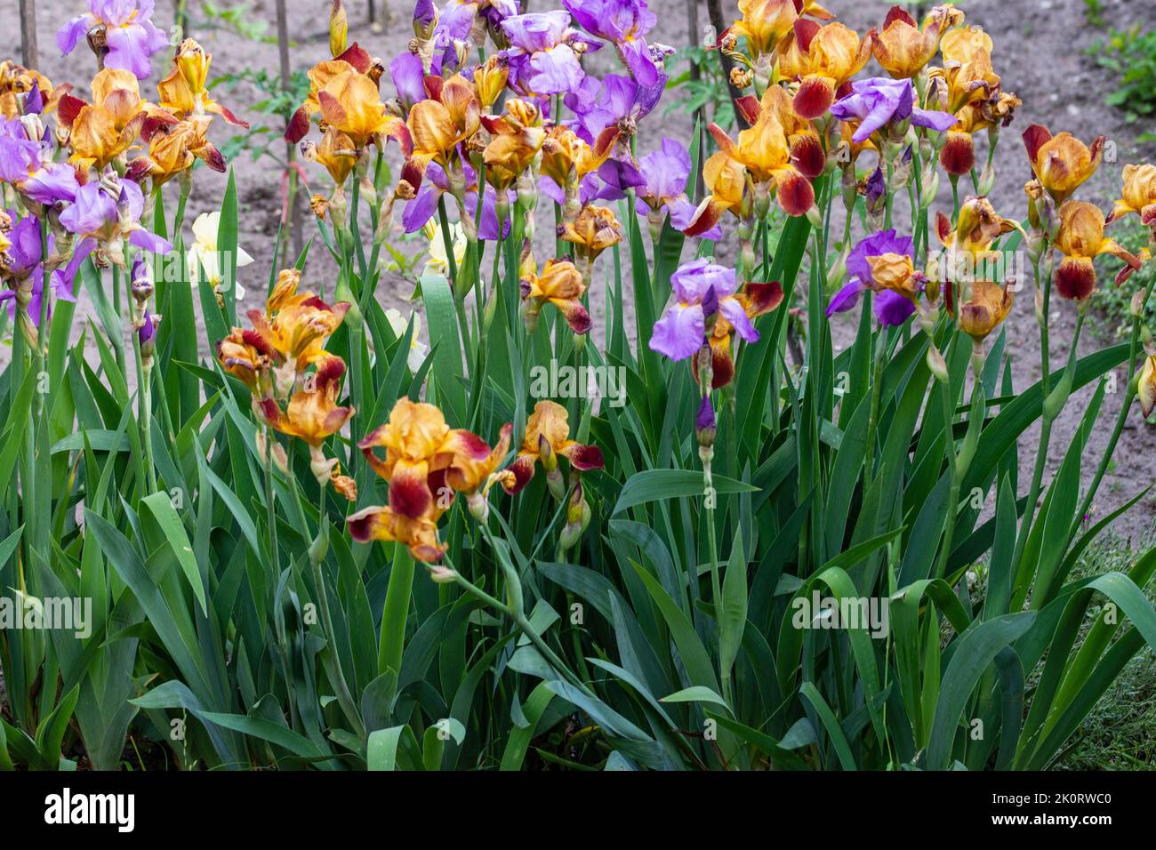 Blühende Iris auf einem Gartenbett an einem sonnigen Sommertag. Stockfoto