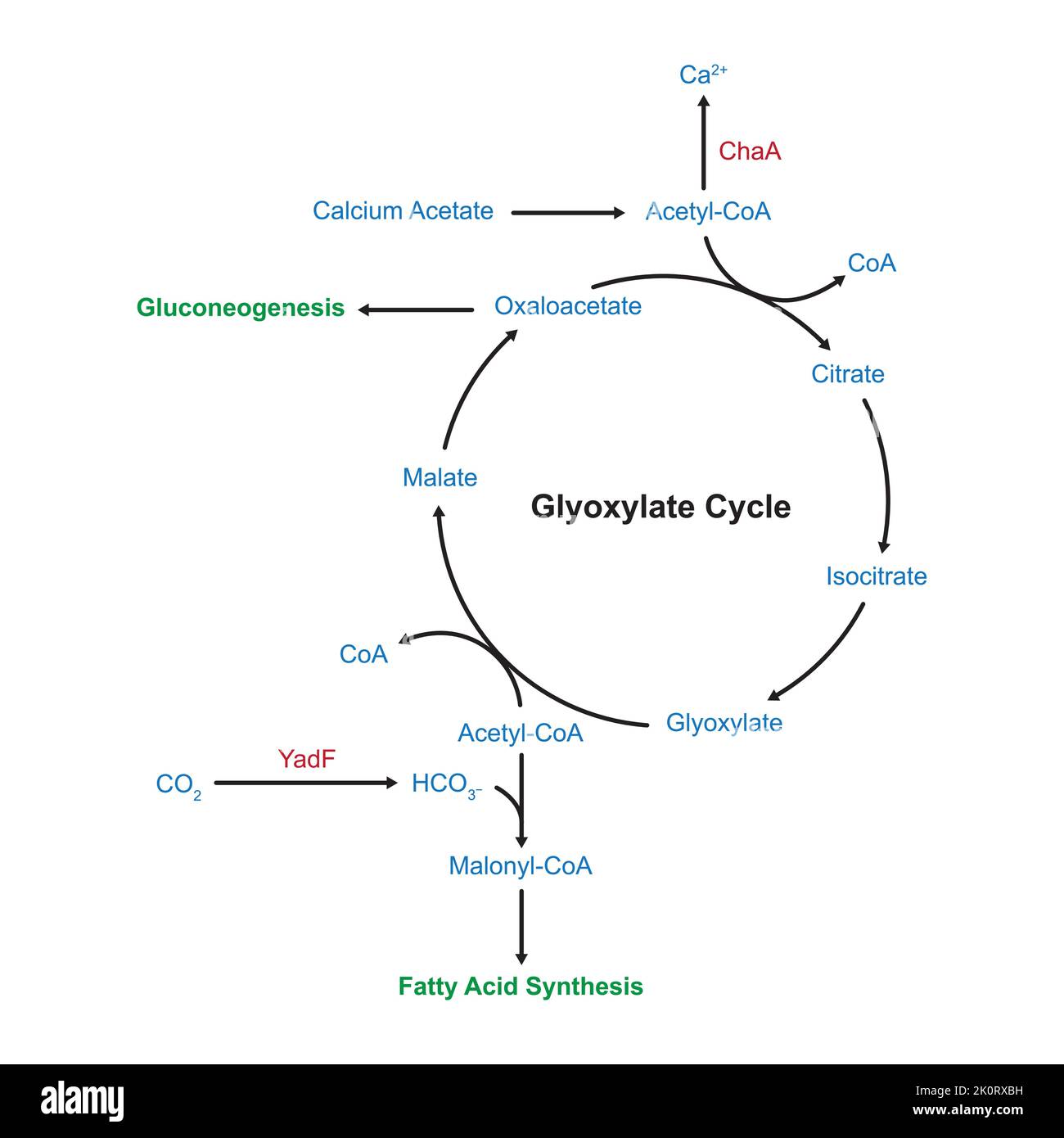 Einfache Gestaltung des Glyoxylatzyklus. Vektorgrafik. Stock Vektor