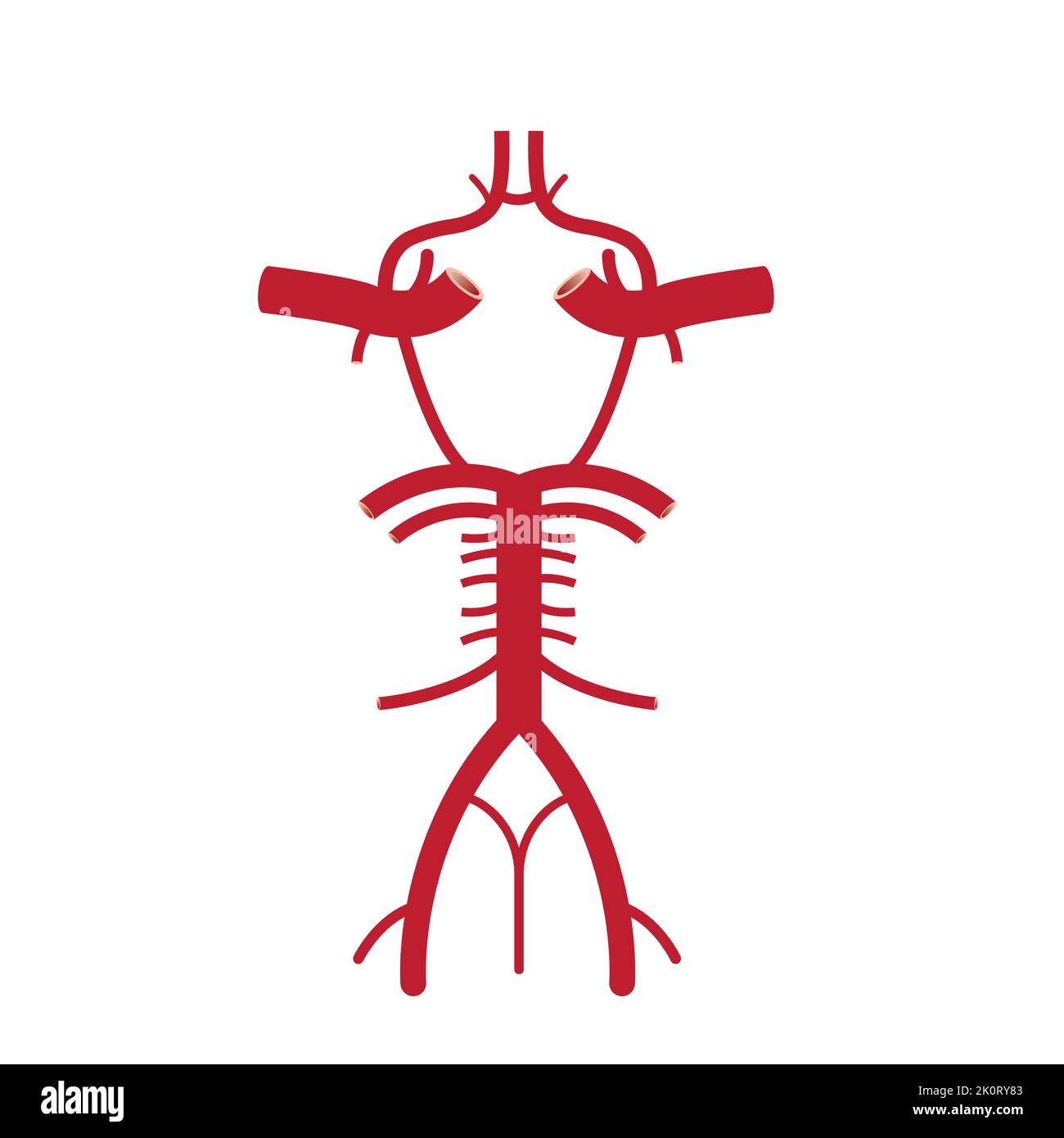 Wissenschaftliche Gestaltung der Willis Circle Struktur. Die zirkulatorische Anastomose, die dem Gehirn Blut liefert. Bunte Symbole. Vektorgrafik. Stock Vektor