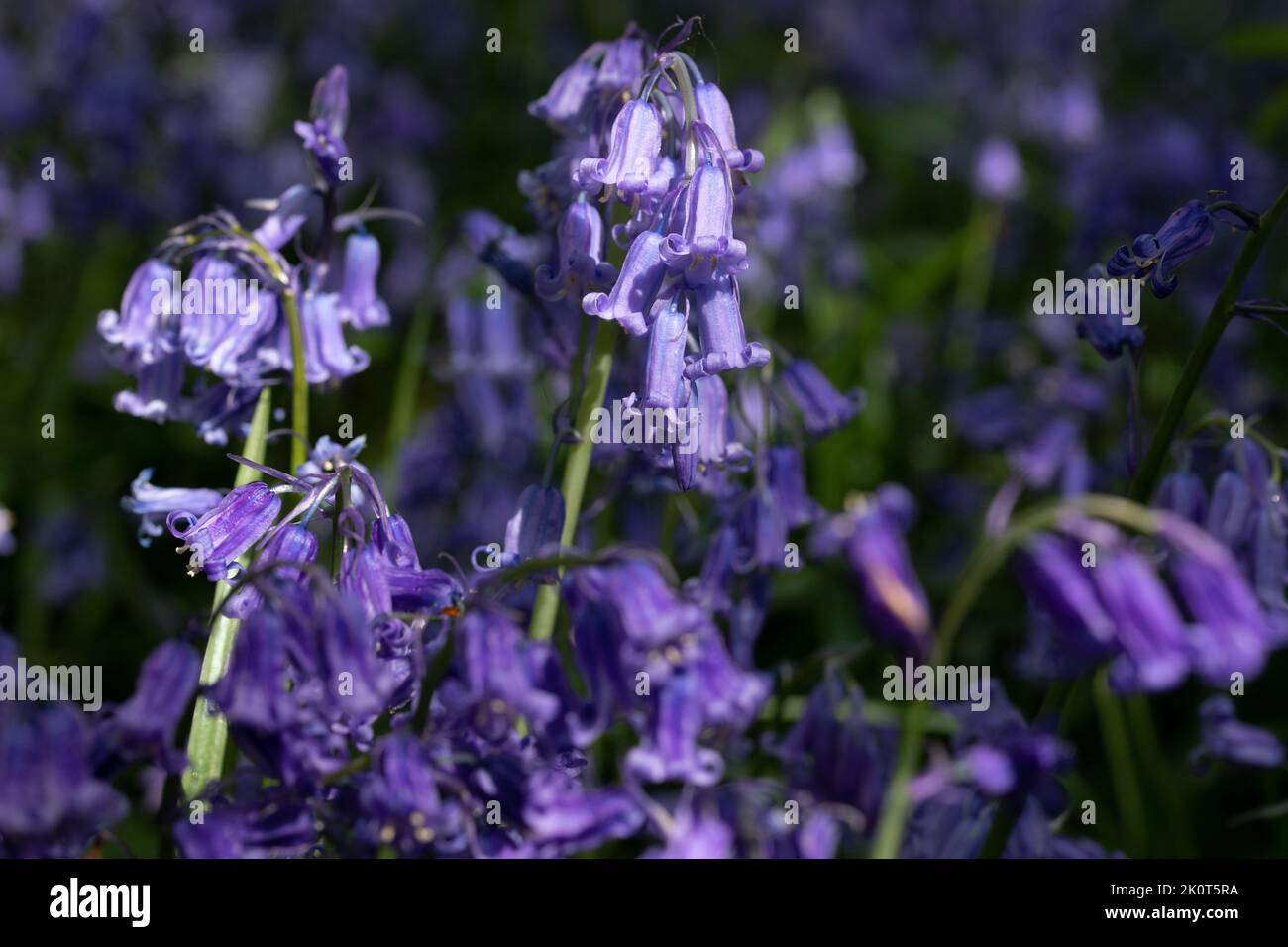 Bluebells im Frühlingssonne Stockfoto