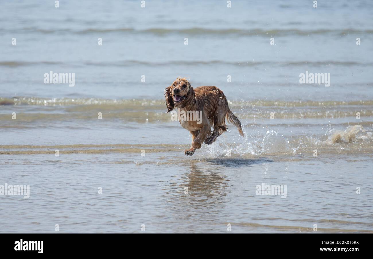 Golden Cocker Spaniel Hund läuft bei Ebbe durch das Meerwasser Stockfoto