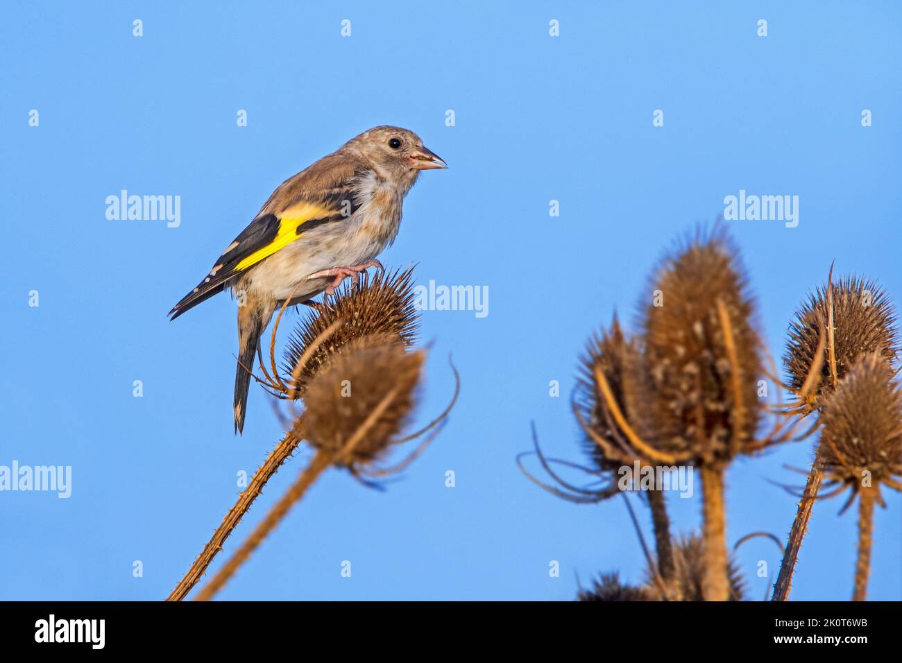 Europäischer Goldfink (Carduelis carduelis), der im Spätsommer/Frühherbst juvenil Samen aus wildem Teelöffel frisst Stockfoto