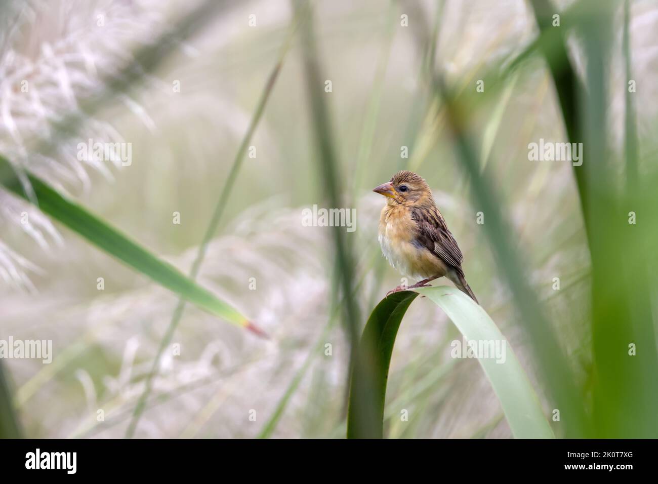 Baya Weaver juvenile.Baya Weaver ist ein Weaverbird, der auf dem indischen Subkontinent und Südostasien gefunden wird. Stockfoto