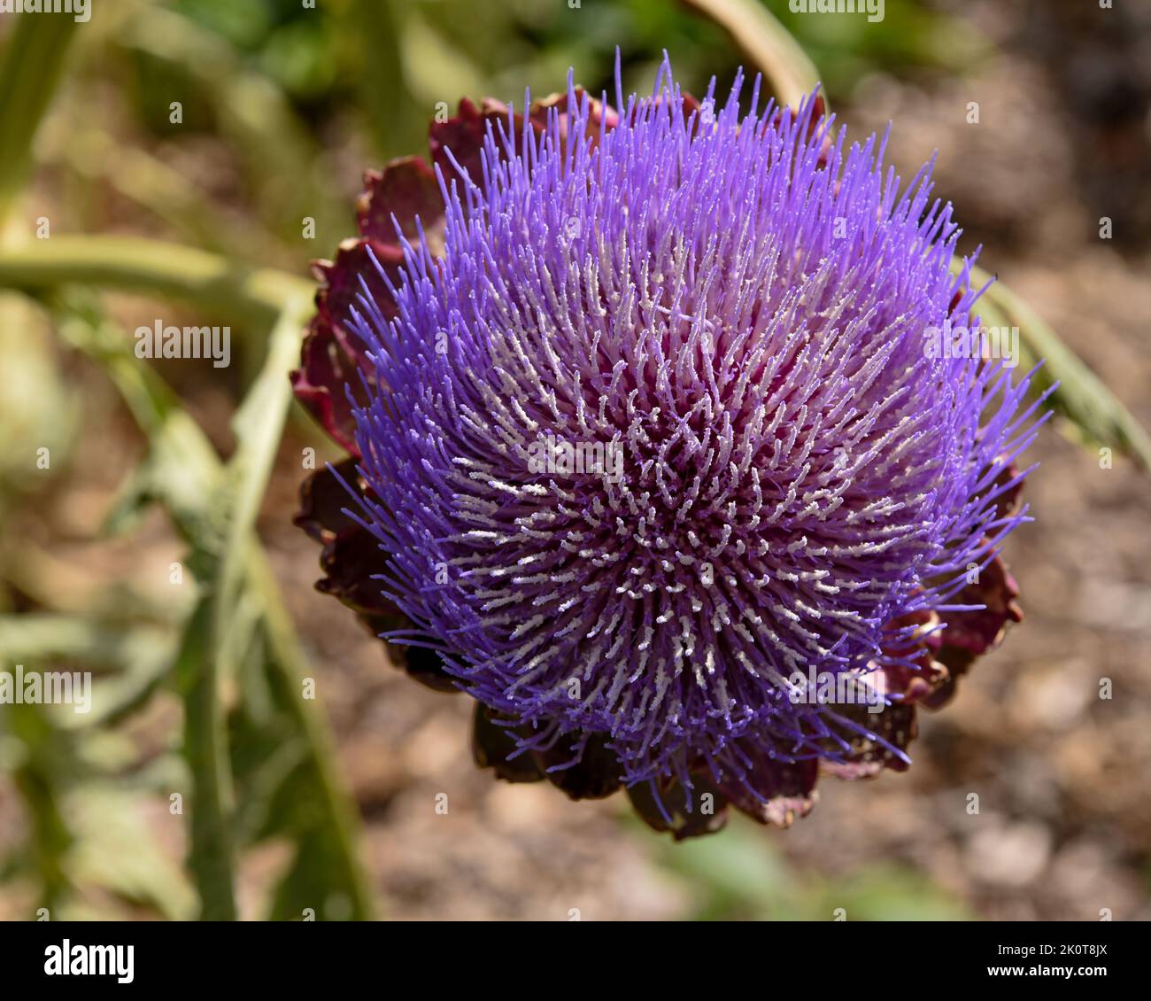 Distel Stockfoto