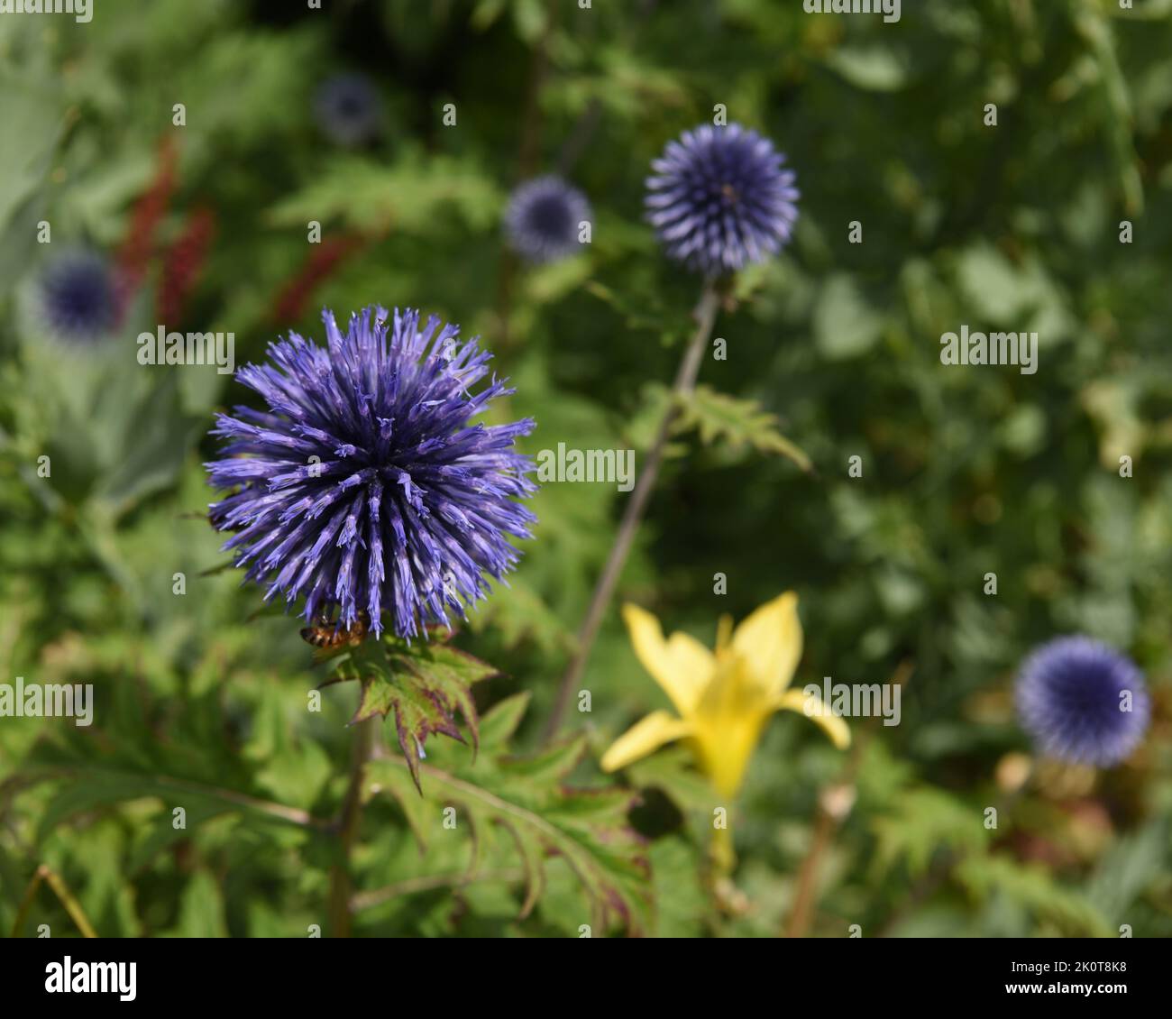 Globus Thistle Stockfoto