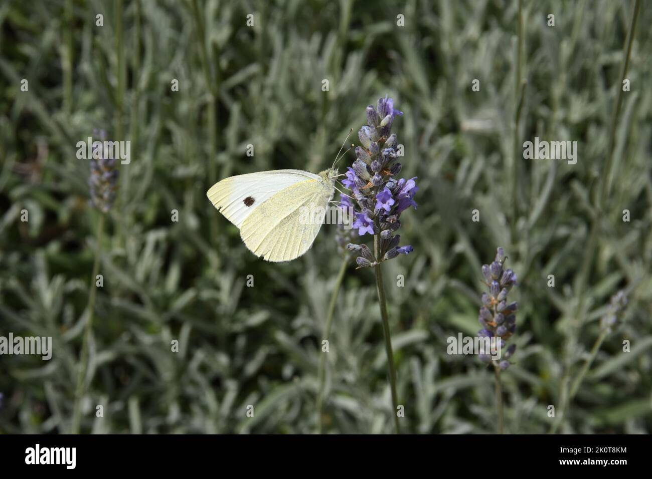 Brimestone Stockfoto