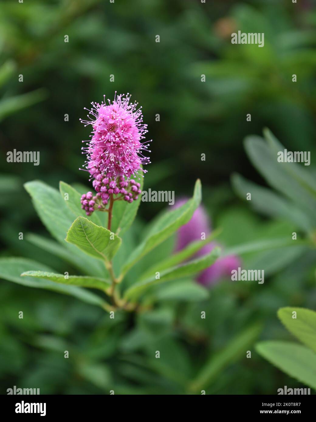 Blume Stockfoto