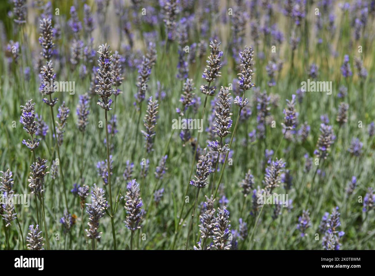 Lavendel Stockfoto