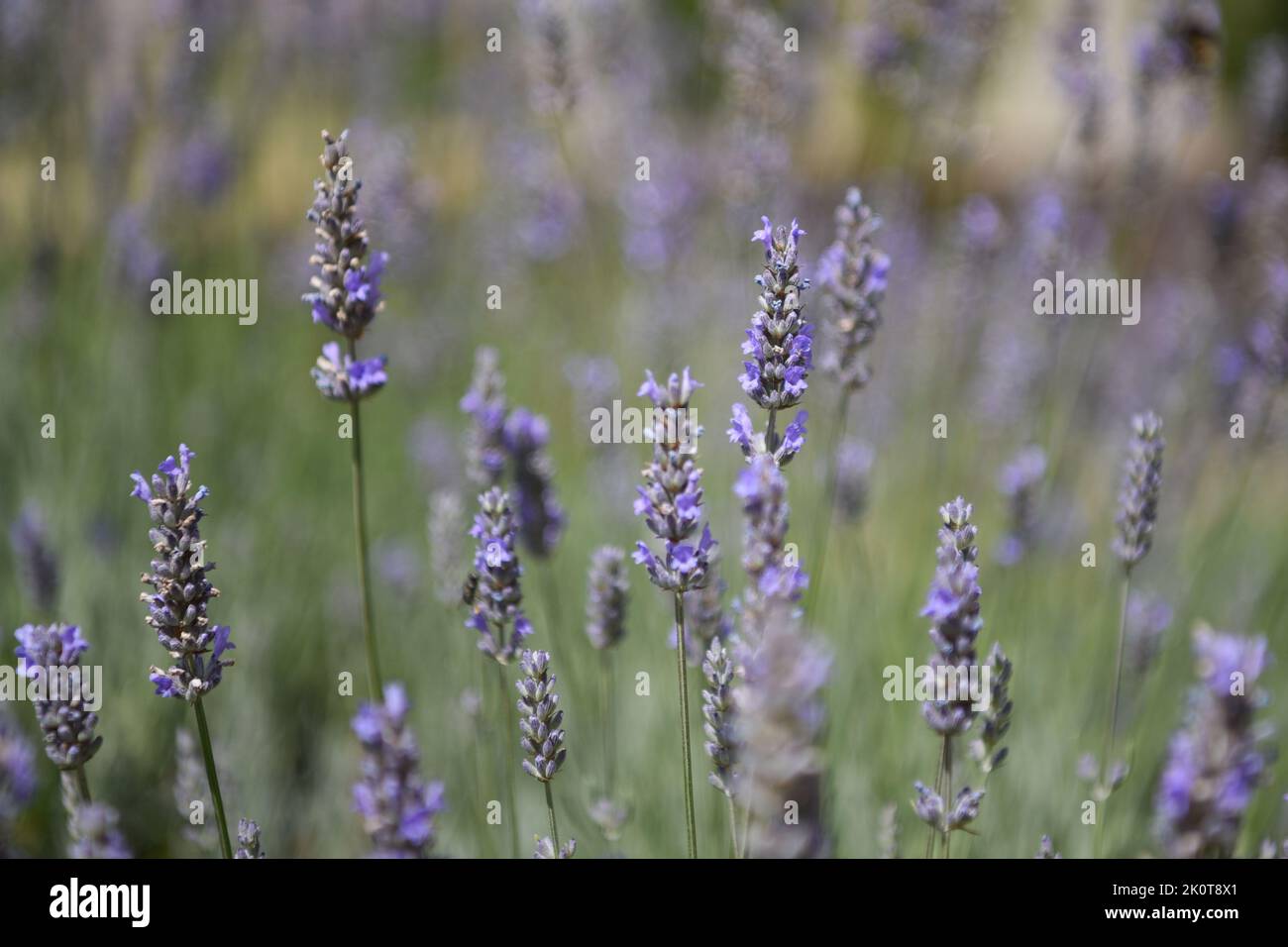 Lavendel Stockfoto