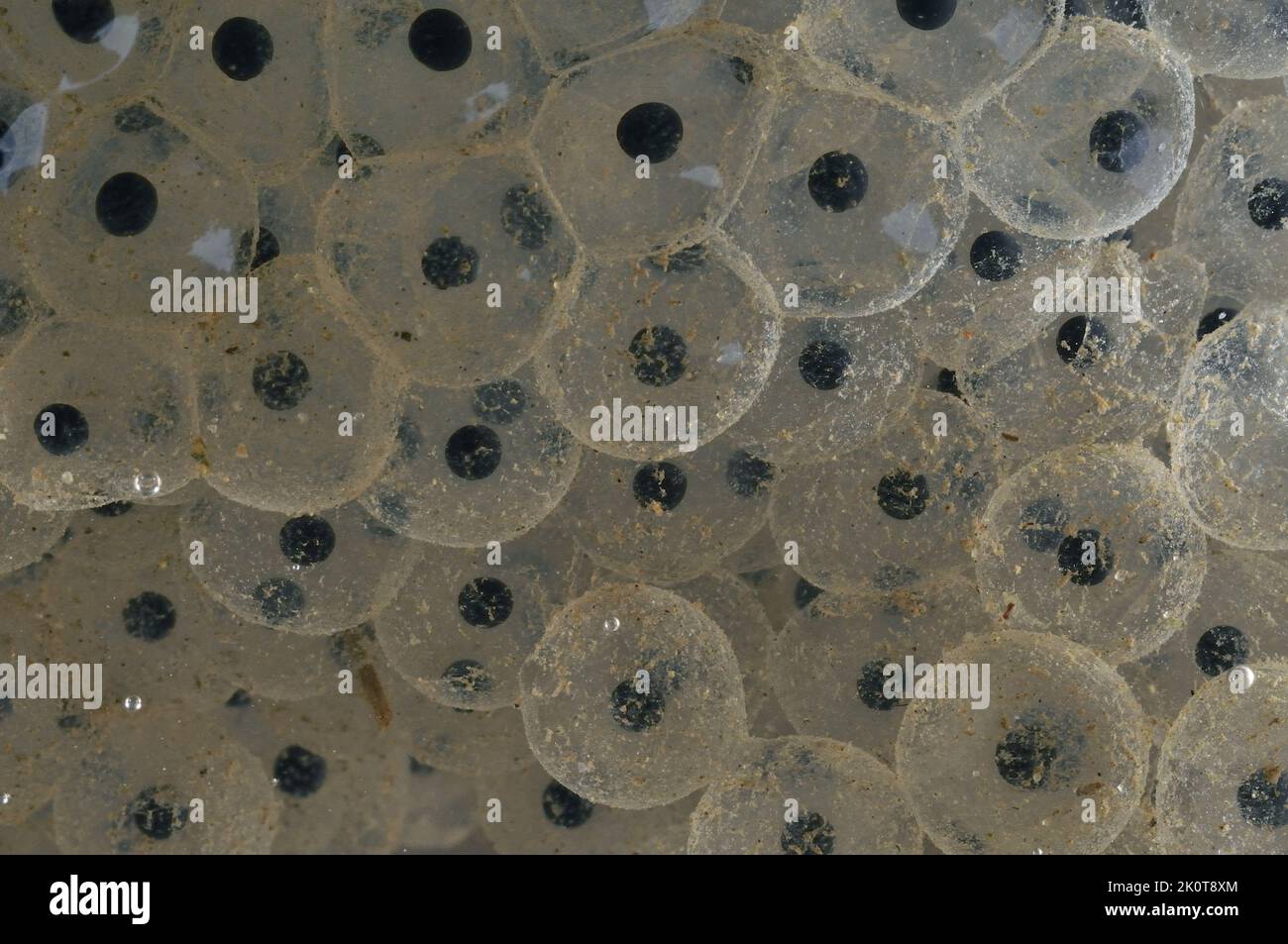 Gemeinsamen Frosch (Rana Temporaria) Cluster von Eiern - Embryonen nach 3 Tagen Stockfoto