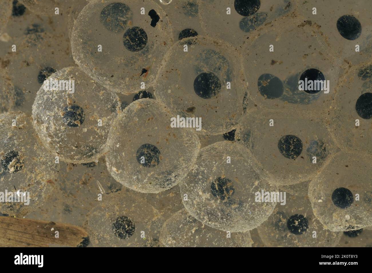 Gemeinsamen Frosch (Rana Temporaria) Cluster von Eiern - Embryonen nach 3 Tagen Stockfoto