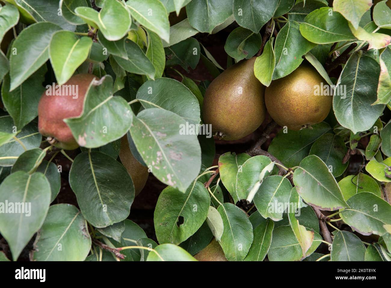 Birne Stockfoto