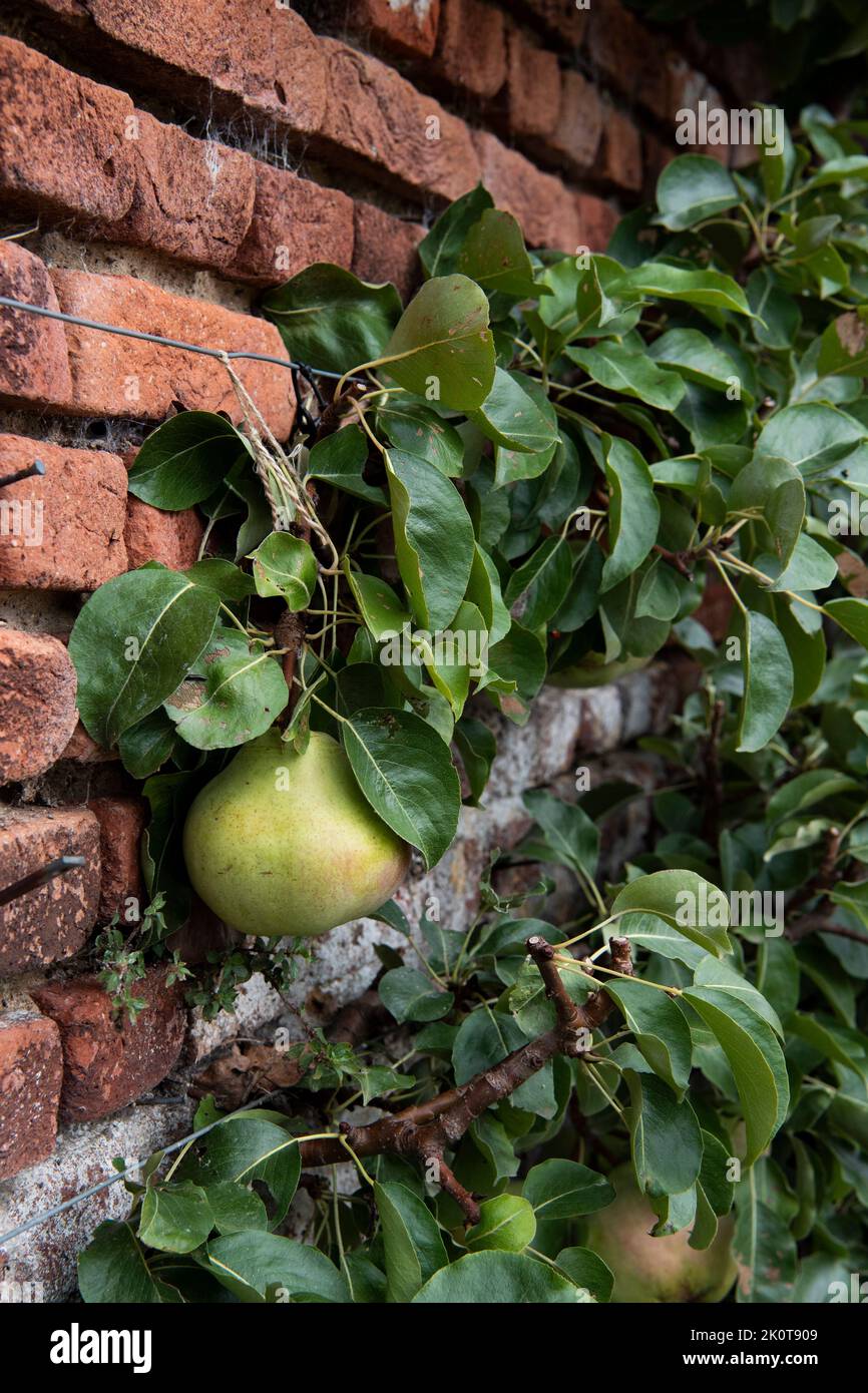 Birne Stockfoto