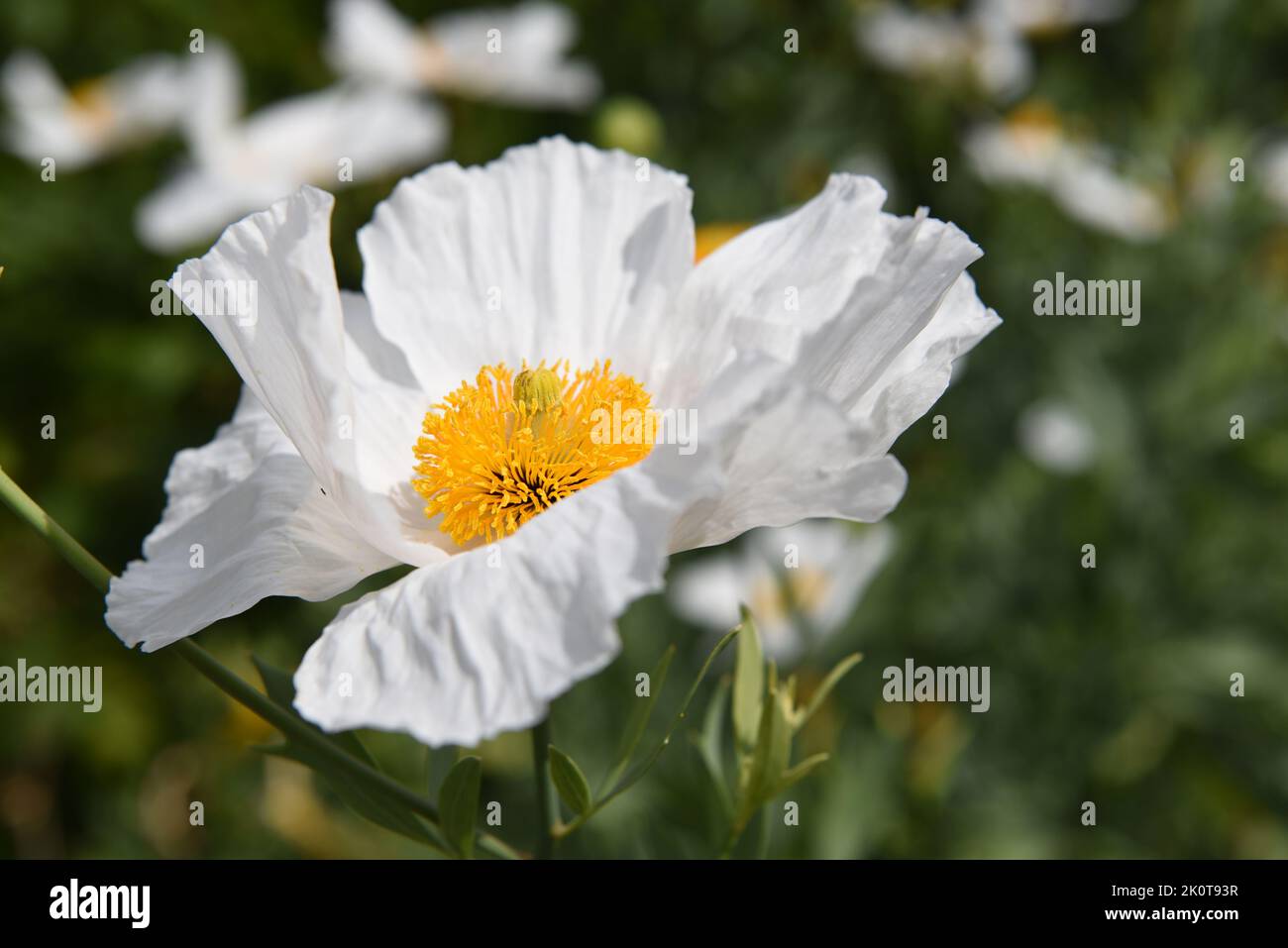 Weiße Mohnblume Stockfoto