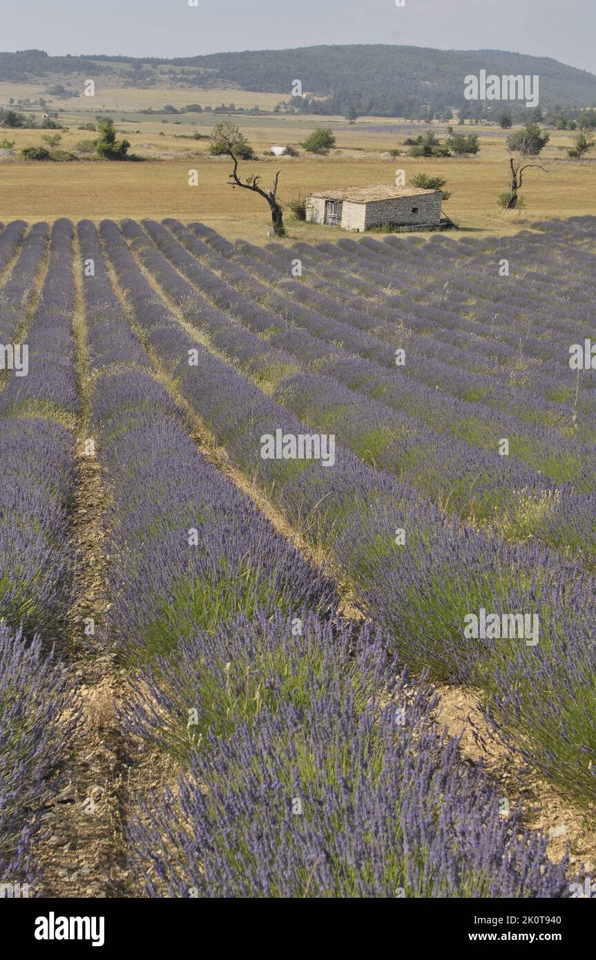 Lavendel (Lavandula sp) in der Nähe eines Blumenfeldes, das geerntet werden soll - Sault Area - Provence - Vaucluse - Frankreich Stockfoto